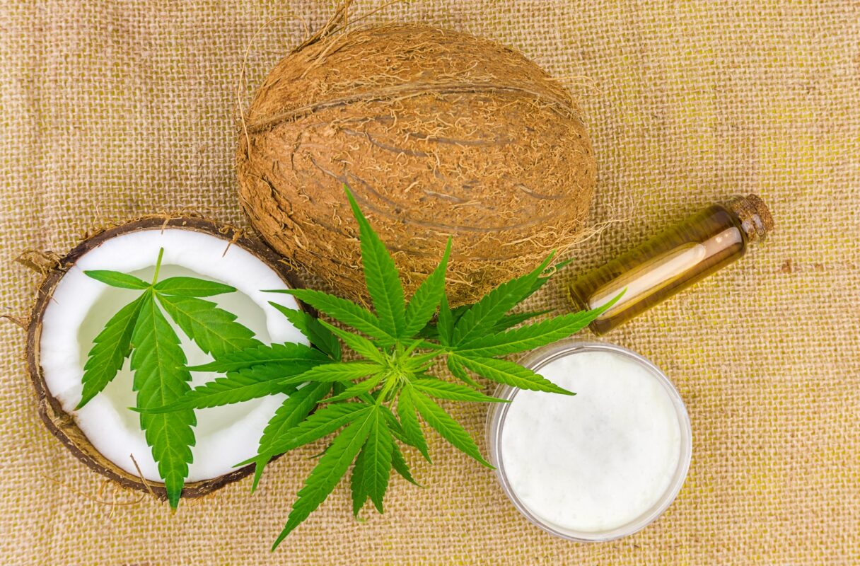 Cannabis and coconut used in food and cosmetics like CBD oil