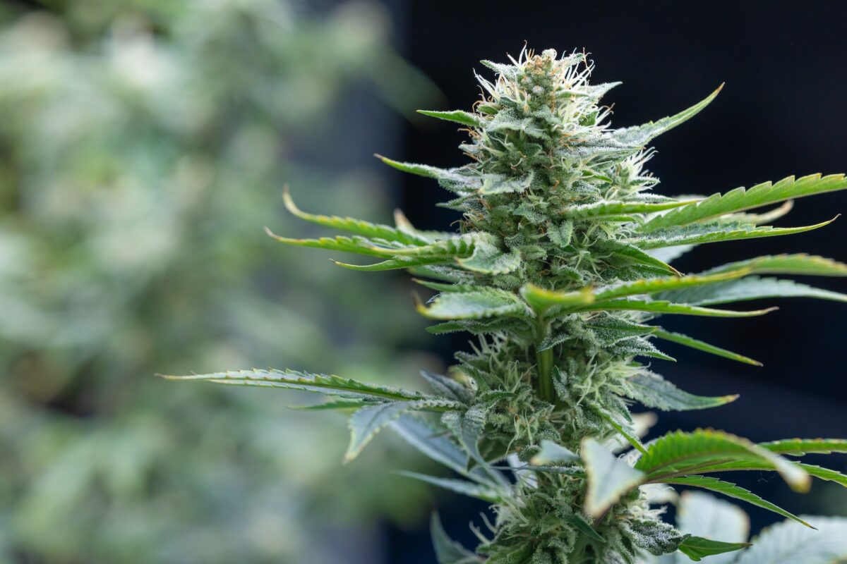 Cannabis Sativa or Cannabis Indica marijuana hemp flower bud high CBD and THC plant with copy space