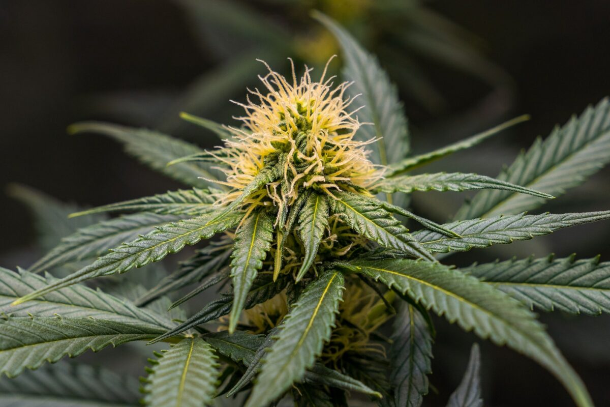 Close up of cannabis plant bud growing in an indoor plantation.