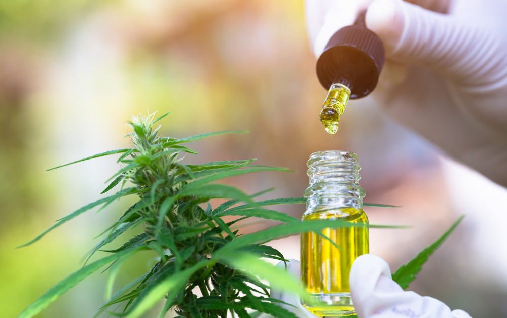 cannabis plant and cannabis oil