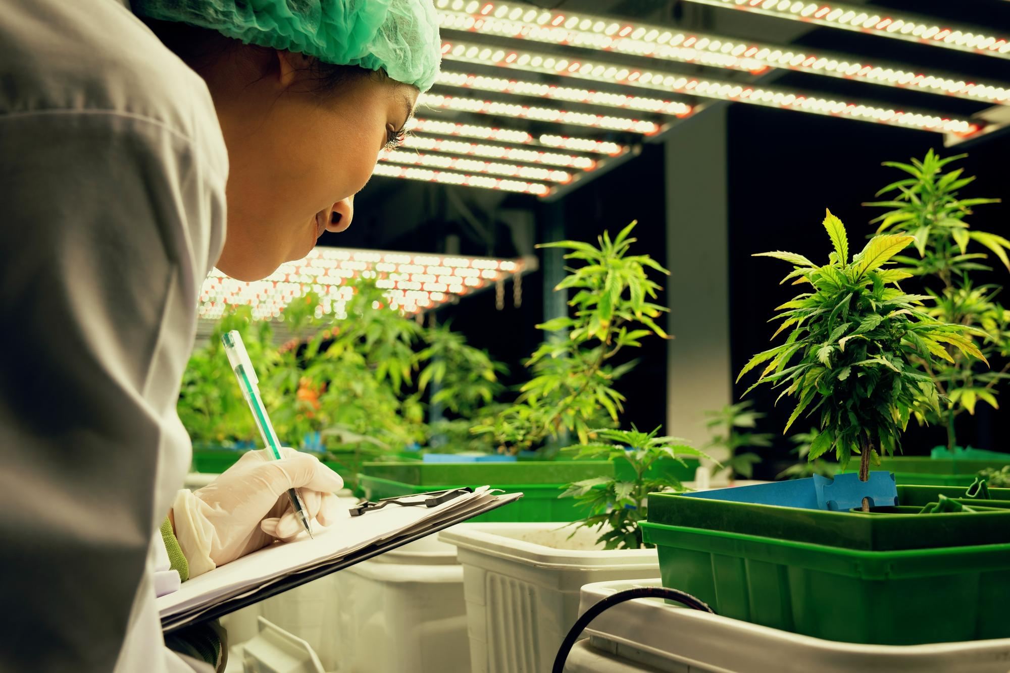 medical scientist researching, recording data from gratifying cannabis plant