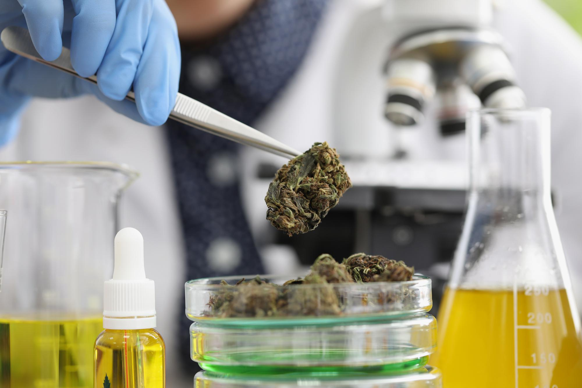 glass container with marijuana buds for a laboratory investigation