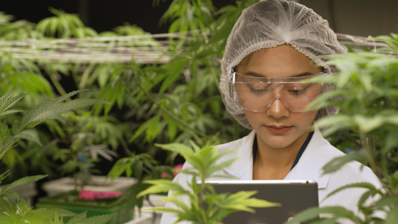 medical expert testing cannabis product in an indoor cannabis farm