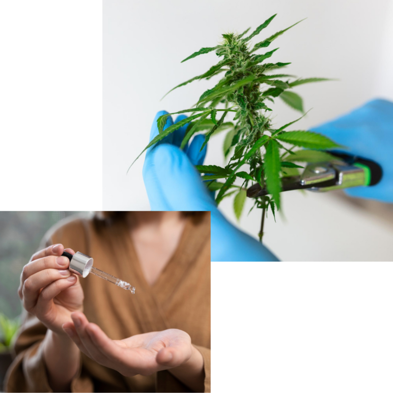 cannabis plant and cannabis oil