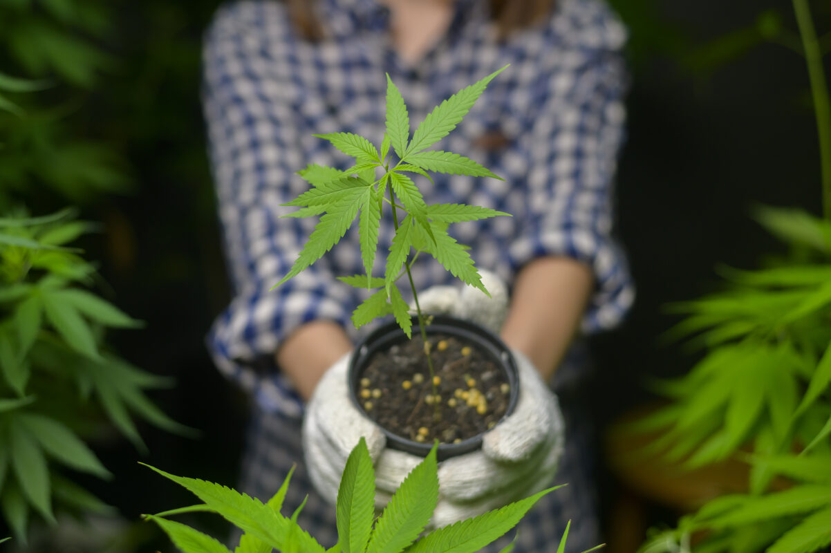 The Basics of Cannabis - farmer is holding cannabis seedlings in legalized farm.