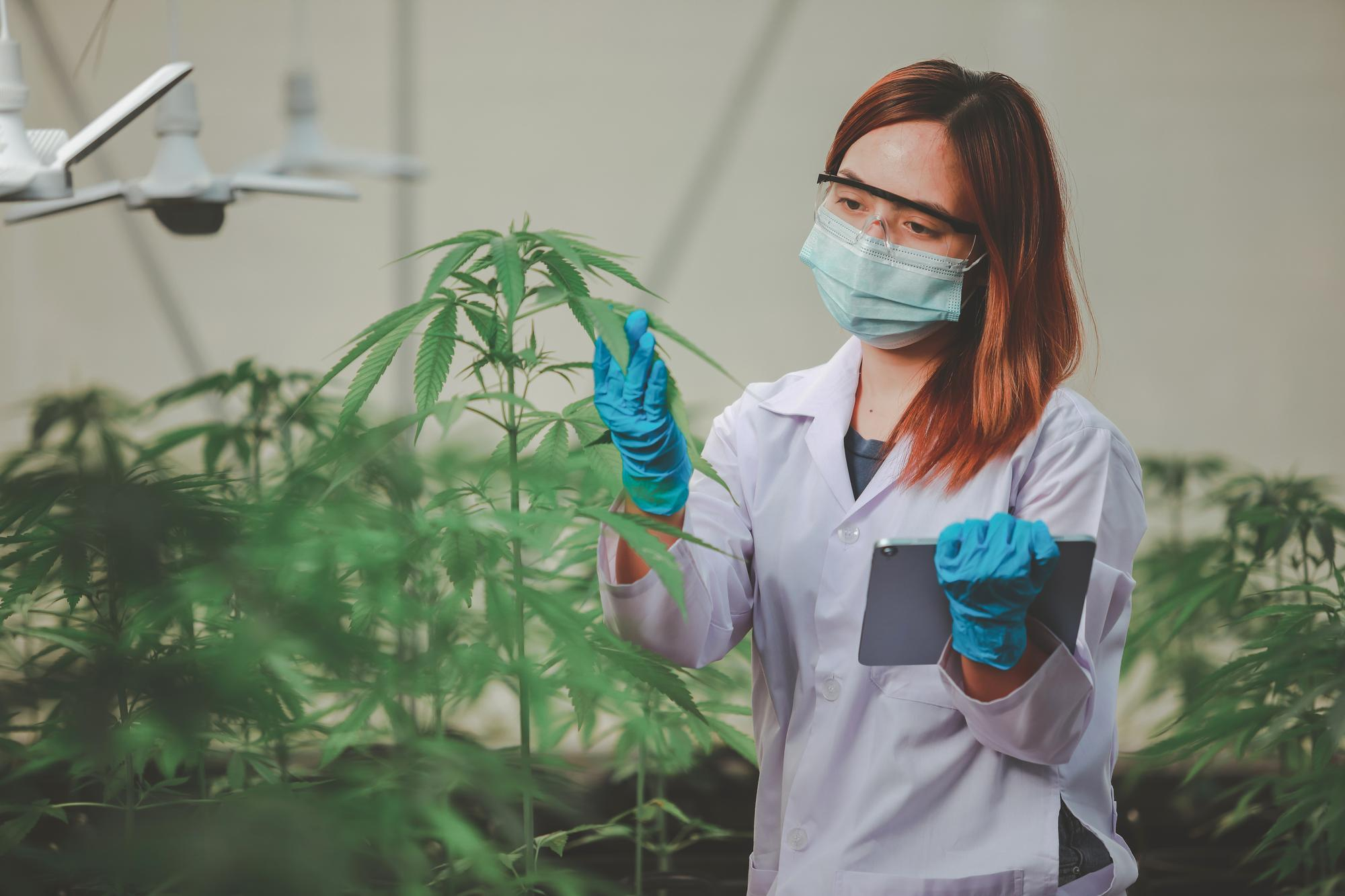medical expert checking cannabis plants in a greenhouse