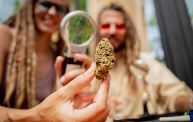 Consuming Cannabis Safely - hippie style couple examines under a magnifying glass the joints and buds of medical marijuana