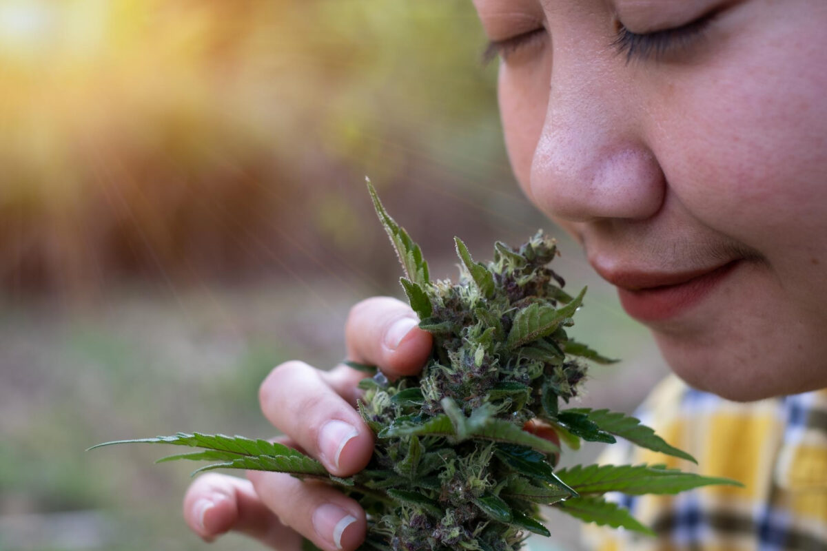 stress-free looking woman smelling cannabis flower plantation